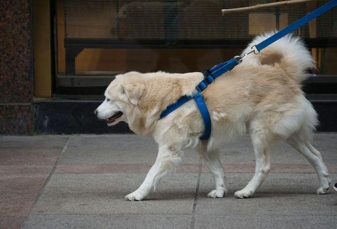 Dog walking with front lead harness