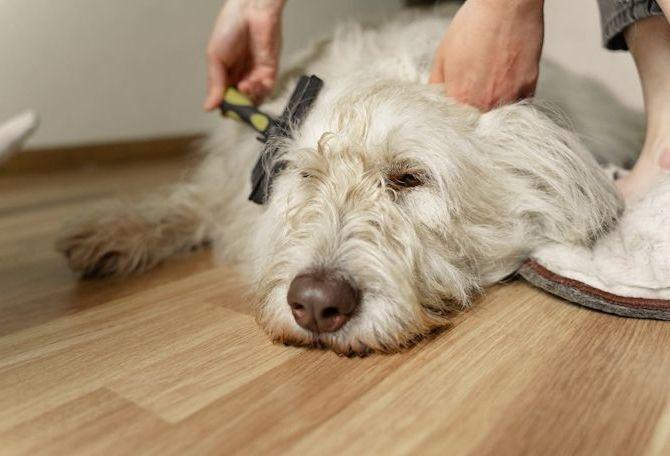 Brushing dog's hair