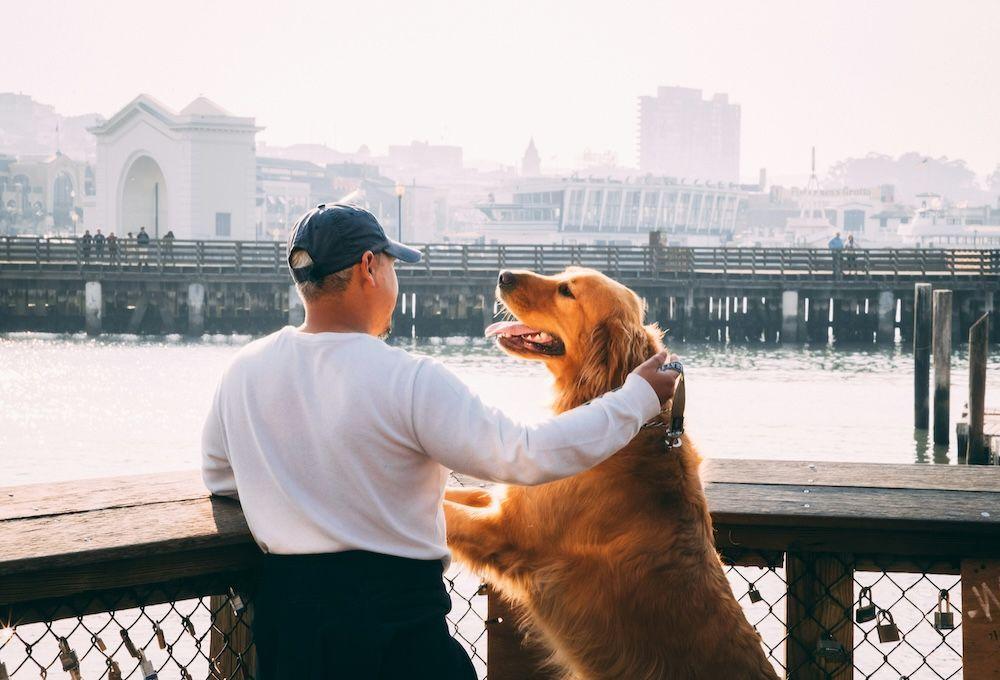 Dog and human on pier