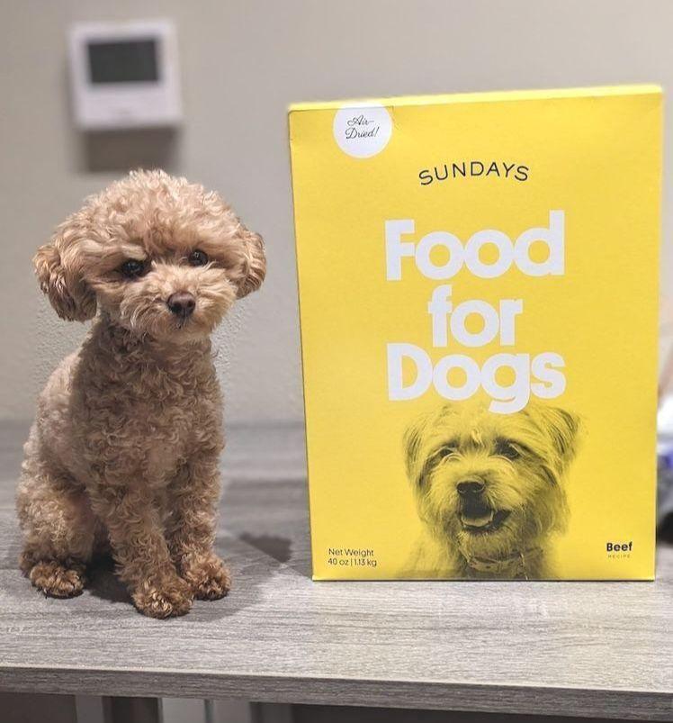 Toy poodle with Sundays beef dog food