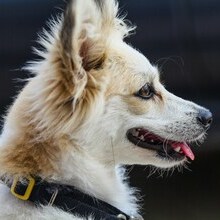 Dog side profile