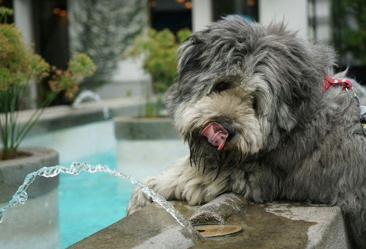 Dog drinking from water fountain