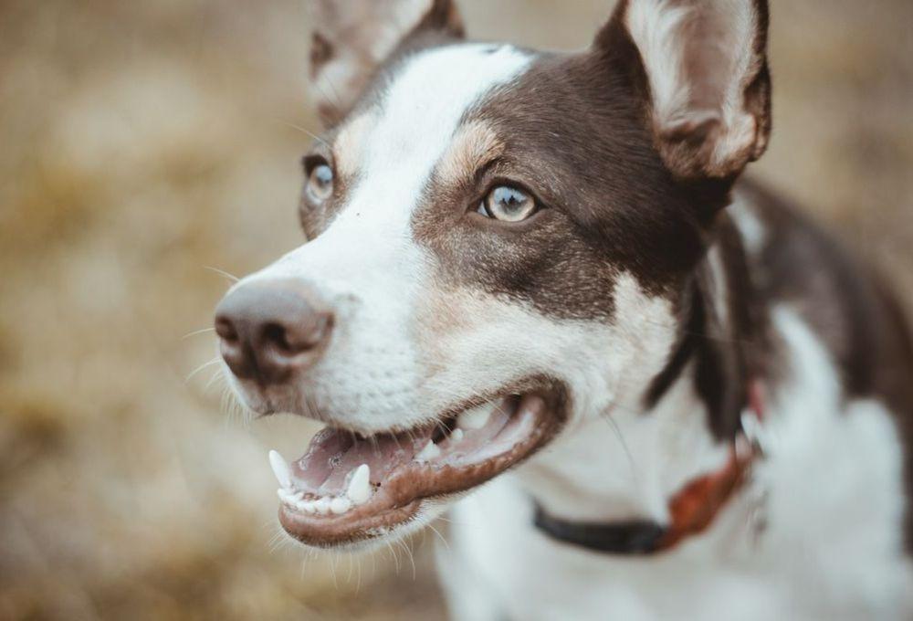 Dog smiling