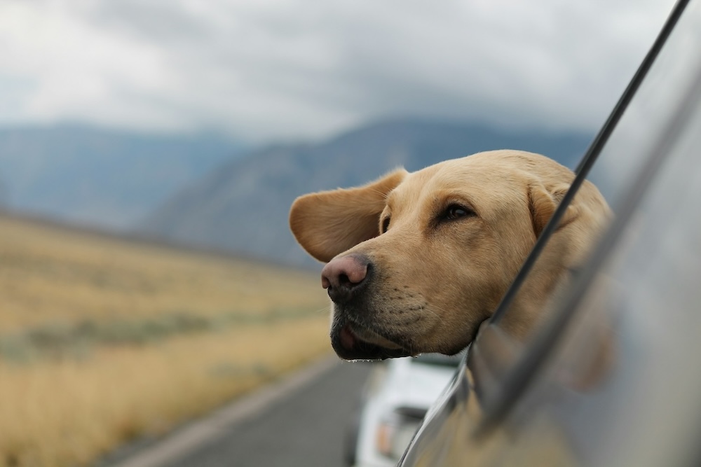 Dog with head out the window 