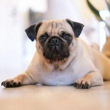 Pug laying on the floor