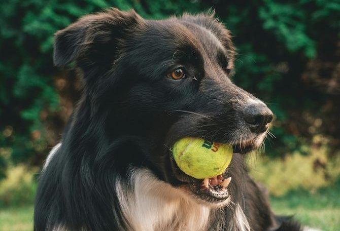 Dog playing with tennis ball 