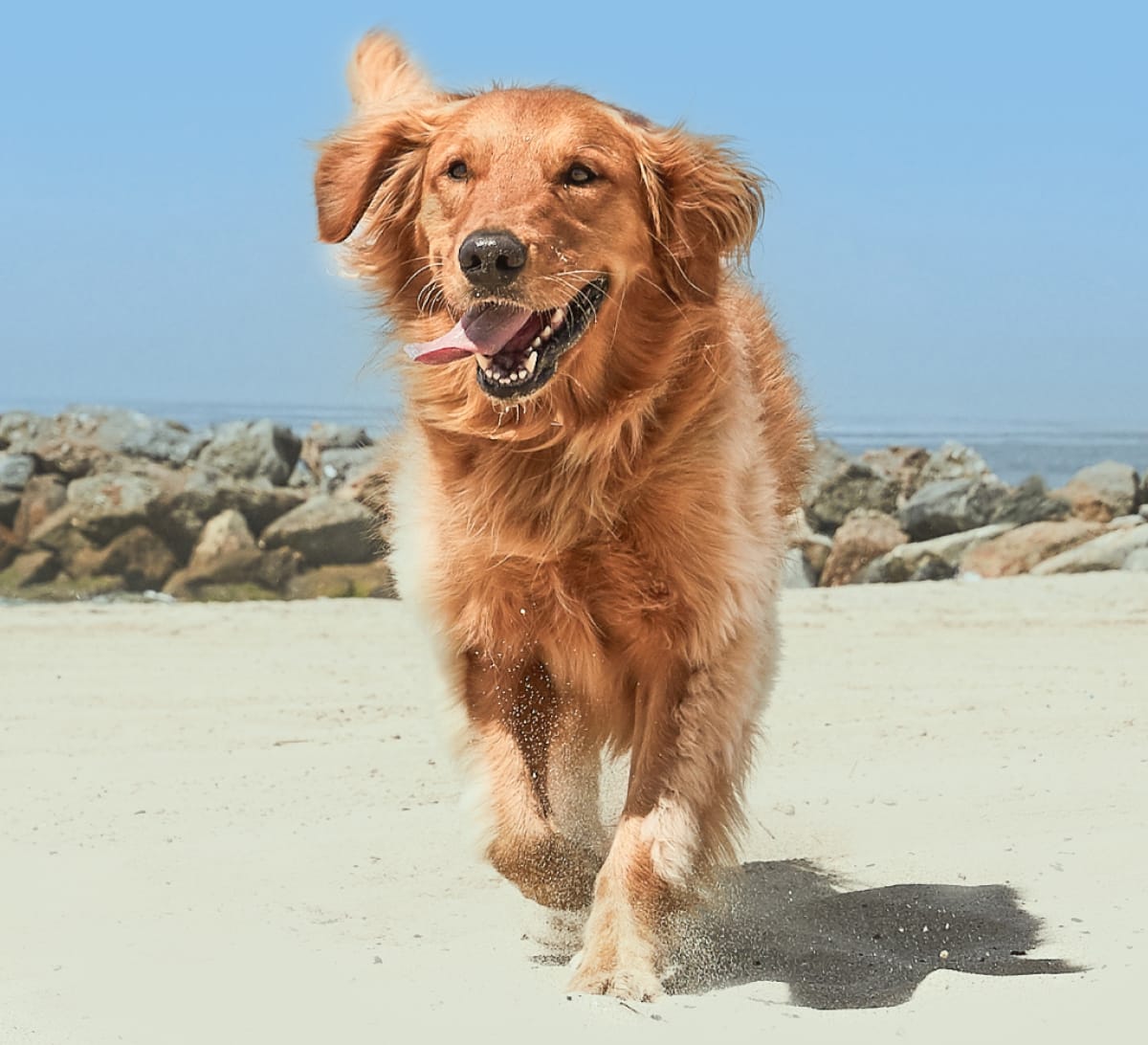 Dog running on beach