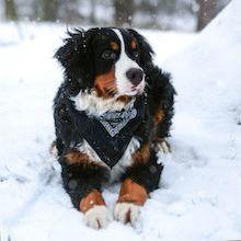 Bernese mountain dog in snow