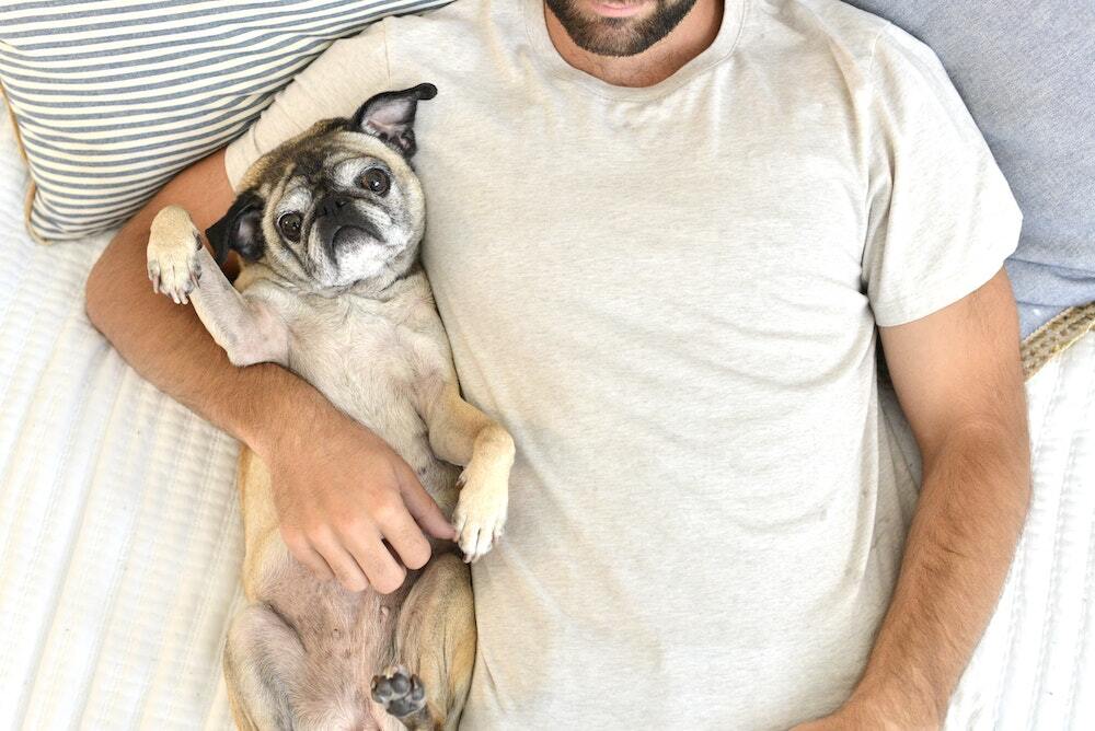 Pug cuddling in bed with human