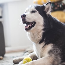 Dog sneezing while playing with ball