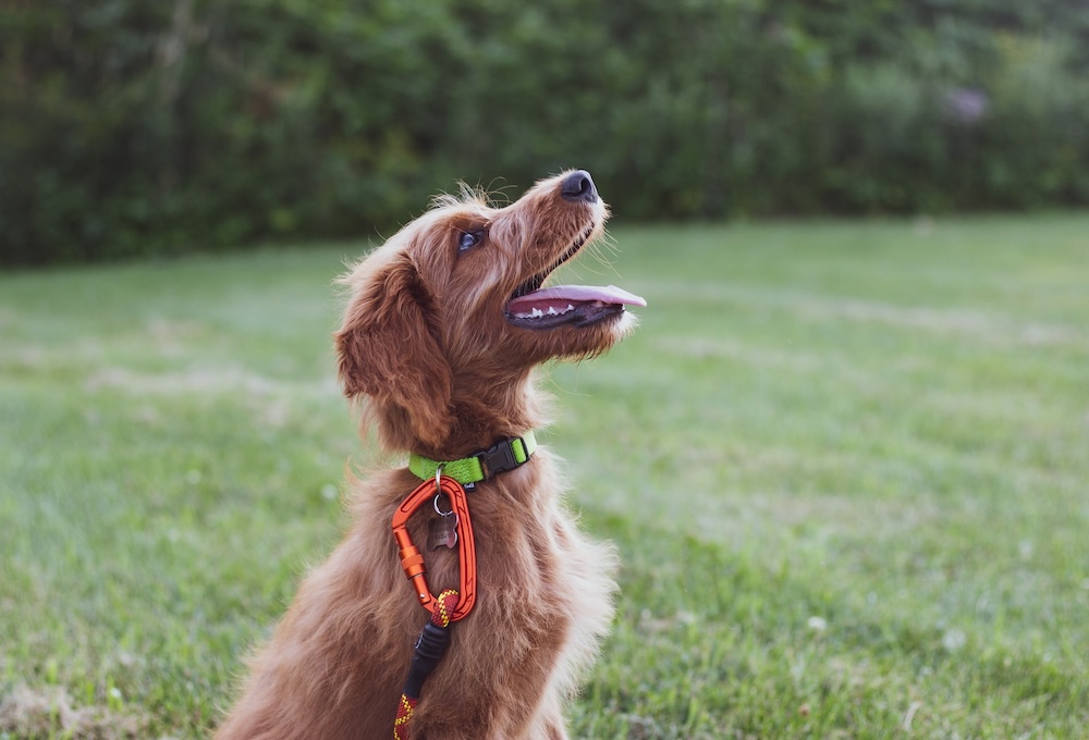 Dog looking up 