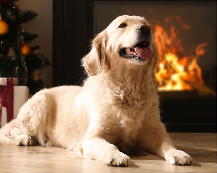 Happy dog in front of a fireplace