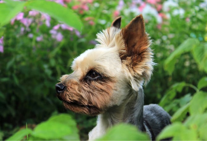 Dog amongst greenery