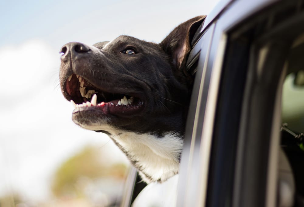 Dog with head out of car window