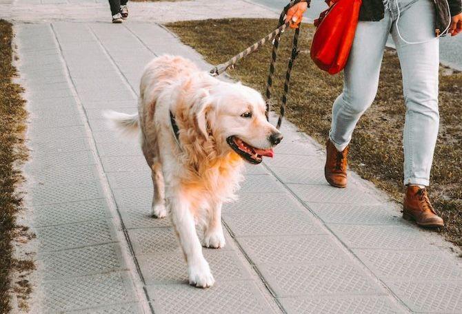 Golden Retriever walking outside