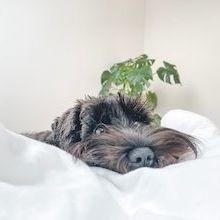 Dog laying in bed