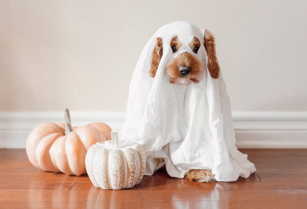 Dog in ghost costume