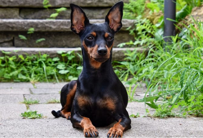 Black Miniature Pinscher