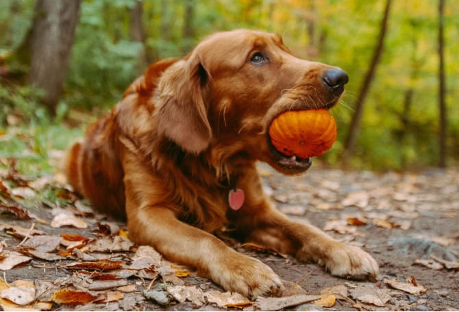 Dog with pumpkin in mouth