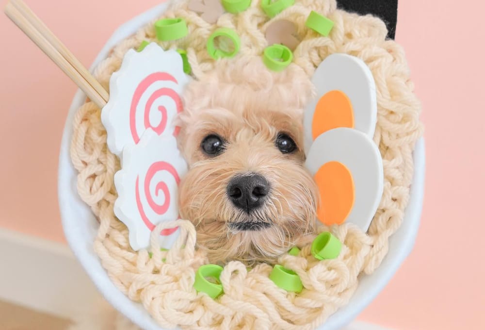 Dog in ramen costume