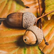 Acorns