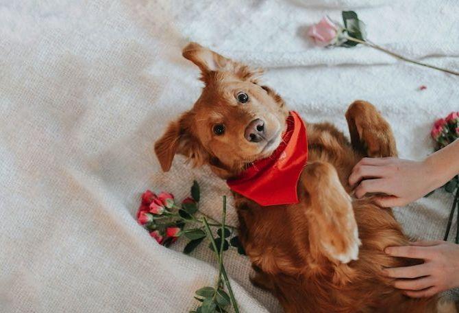 Dog lying on bed with roses