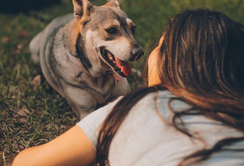 Person and dog laying in grass