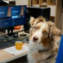 Dog sitting in desk chair