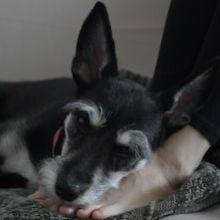 Dog laying on feet